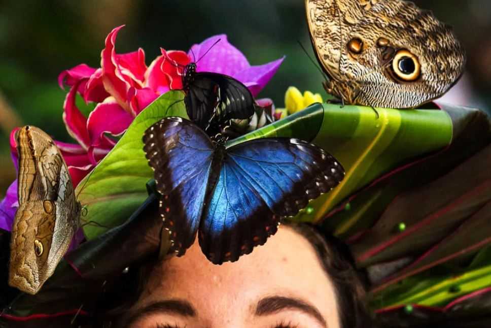 В этой статье Вы узнаете о музеях живых тропических бабочек, которые находятся в Санкт-Петербурге