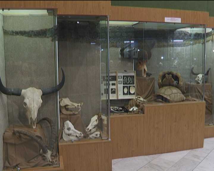 Полтора трилобита. в краеведческом музее работает уникальная выставка древней живности
