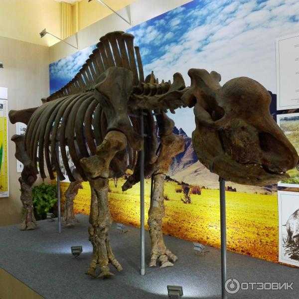 «дом южных слонов» — история ставропольского краеведческого музея