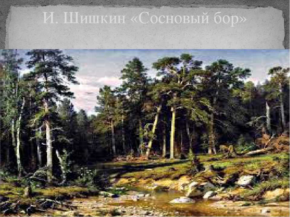 «сосновый бор. мачтовый лес в вятской губернии» шишкин. 1872. описание картины