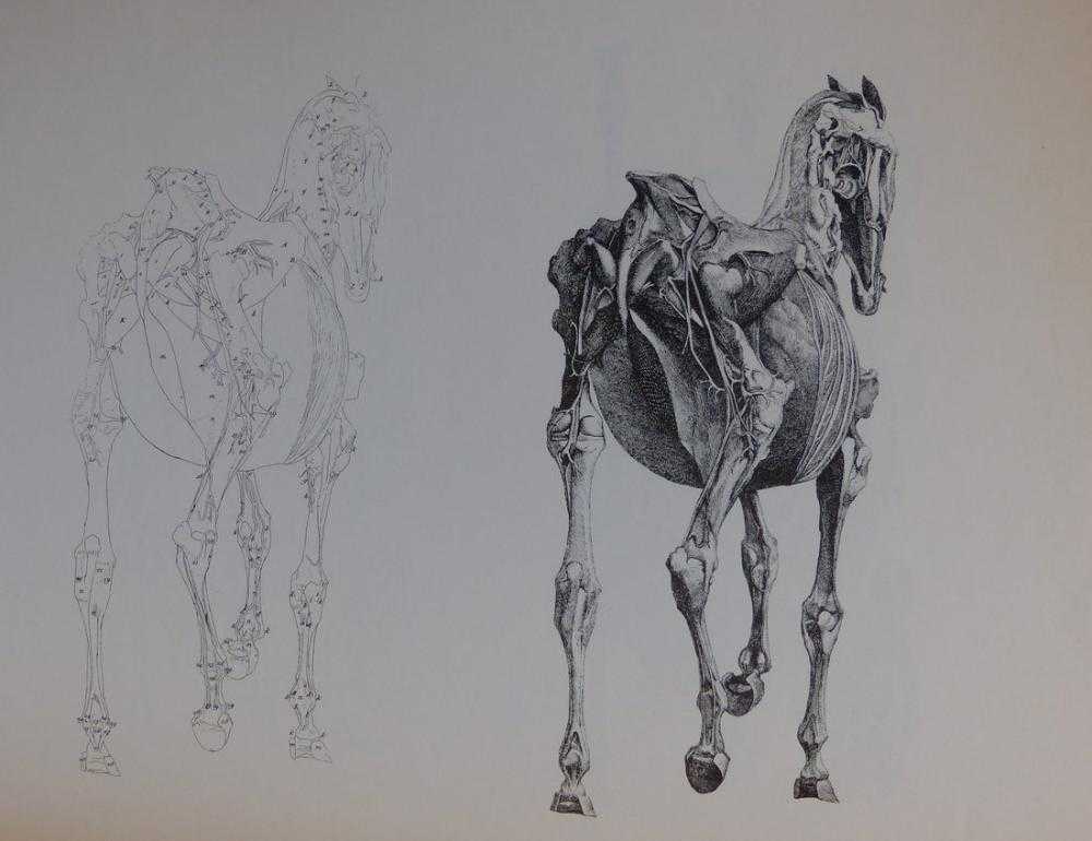 Свистулька история живописи а также история лошади