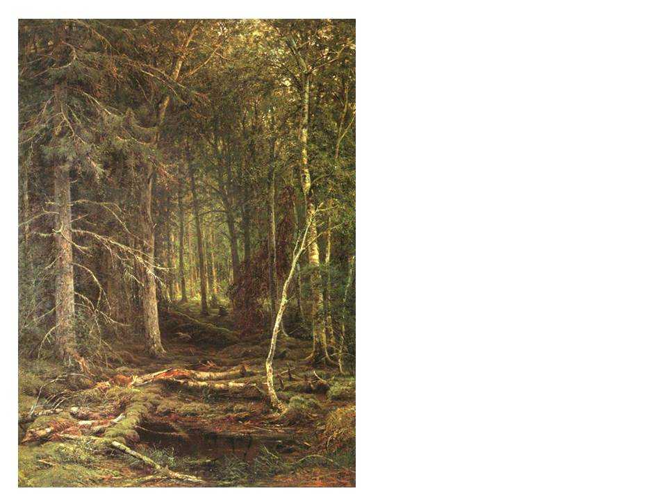 Сочинение по картине лесные дали шишкина (описание картины)