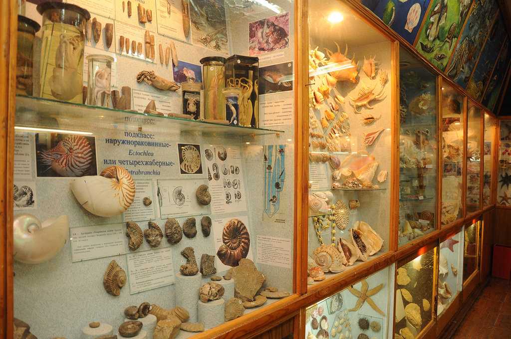 Зоологический музей имени д. н. флорова — вики