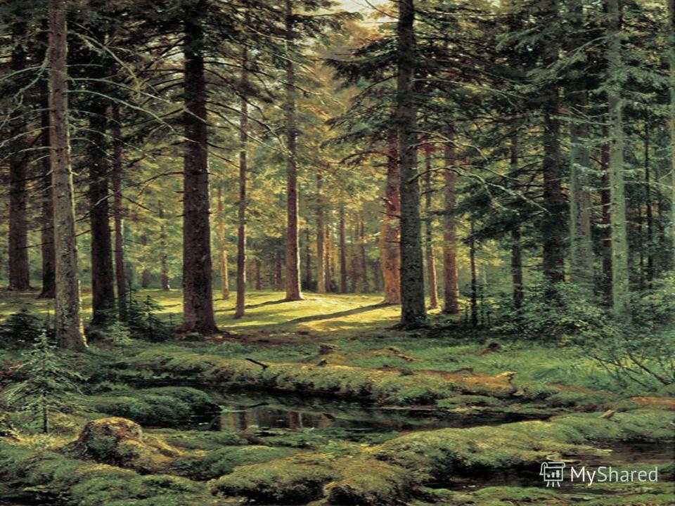 Картина шишкина сосновый бор. мачтовый лес в вятской губернии