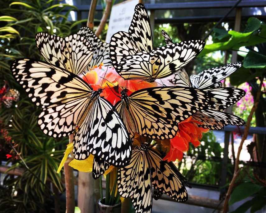 Сад тропических бабочек «миндо», санкт-петербург. сайт, цена билета 2021, фото, видео, отели рядом, как добраться, отзывы  — туристер.ру