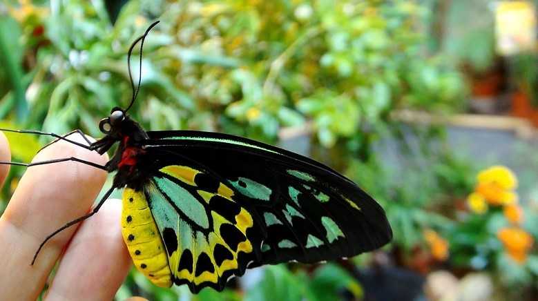 Сад живых тропических бабочек «миндо»