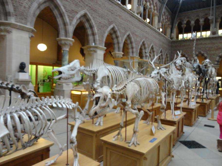 Национальный музей естественной истории - national museum of natural history - abcdef.wiki