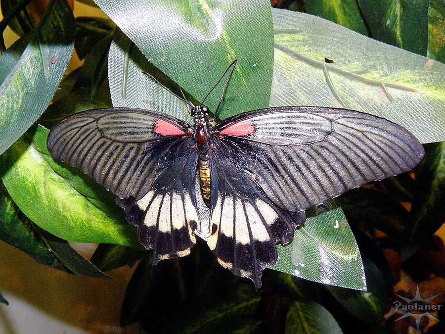 Сад тропических бабочек «миндо»