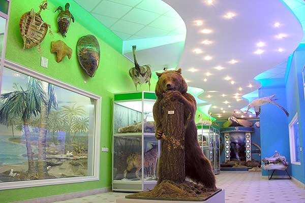 Зоологический музей имени д. н. флорова