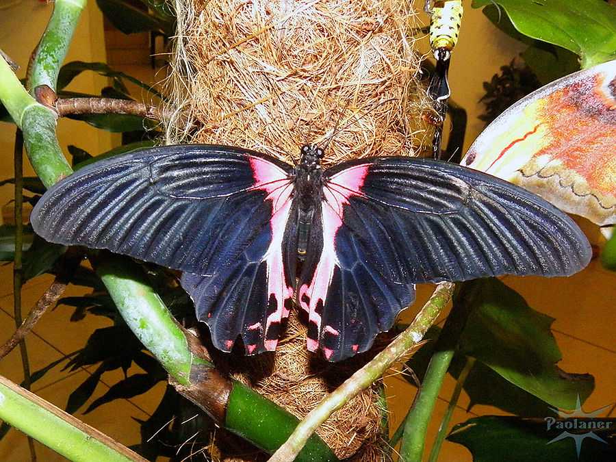 3 музея бабочек в санкт-петербурге - фото, описание, стоимость