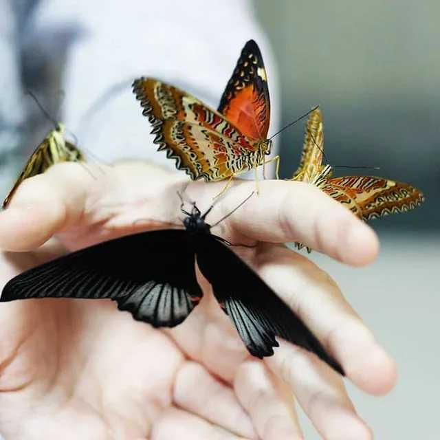 В этой статье Вы узнаете о музеях живых тропических бабочек, которые находятся в Санкт-Петербурге