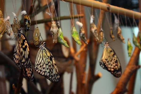 Сад живых тропических бабочек «миндо» | санкт-петербург центр