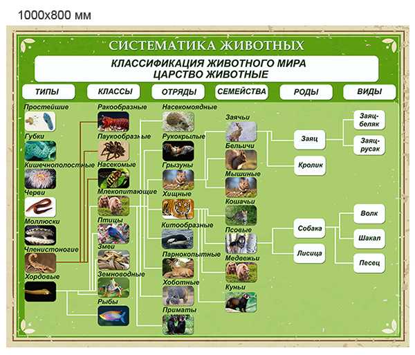 Зоологический институт российской академии наук - лаборатория систематики насекомых