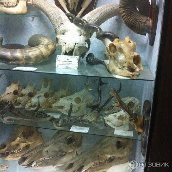 Зоологический музей зоологического института ран (санкт-петербург)
