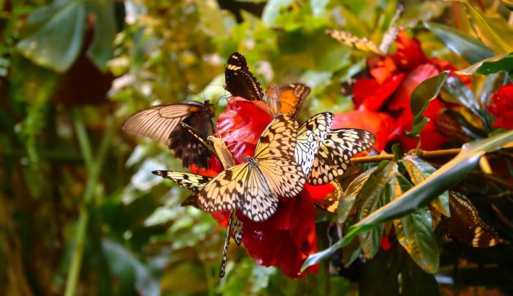 Сад живых тропических бабочек «миндо» | санкт-петербург центр