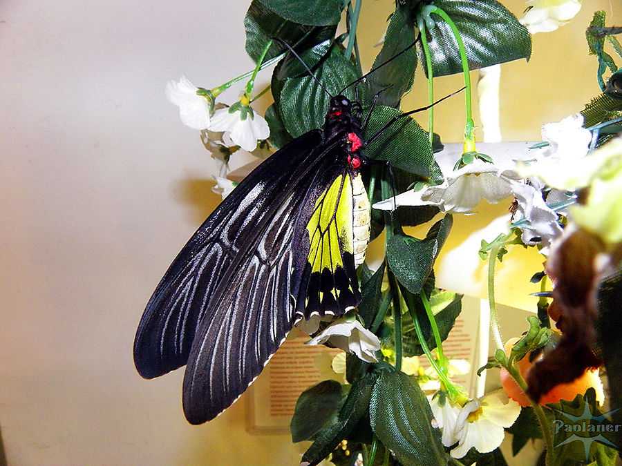 Музей бабочек в санкт-петербурге