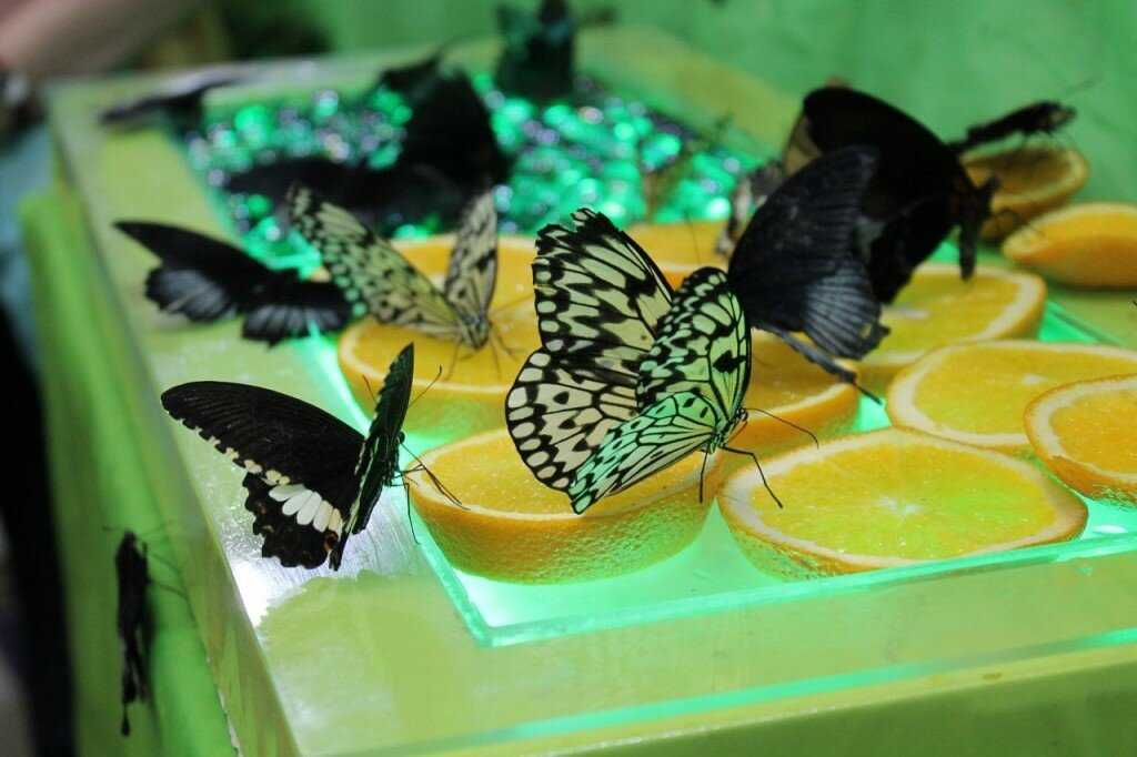 Сад тропических бабочек «миндо»