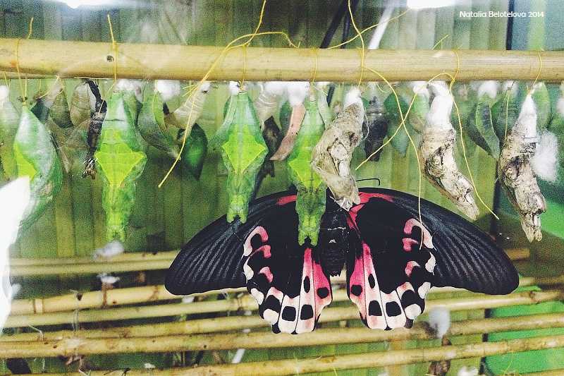 О музее бабочек в санкт-петербурге: тропические живые бабочки, официальный сайт